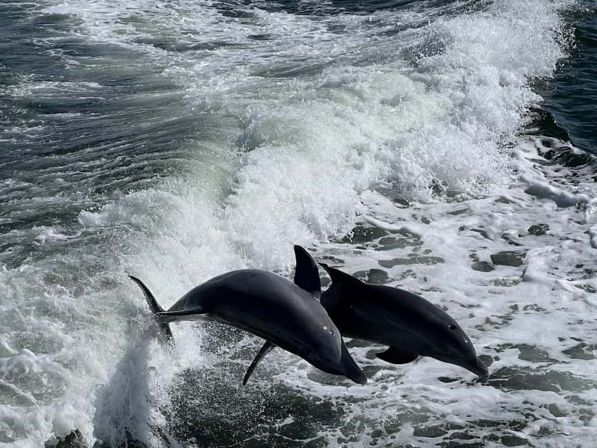 Charlotte Harbor: Dolphin Discovery Day Cruise - Easy Departure from Laishley Marina in Punta Gorda
