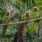 Chester: Chester Zoo Entry Ticket - Chester Zoo: Your Gateway to a World of Wildlife in Cheshire