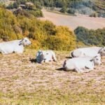 Chianina cattle Tour - Tasting the PGI Chianina Meat: A Culinary Highlight