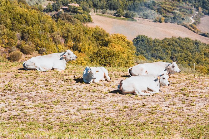 Chianina cattle Tour - Tasting the PGI Chianina Meat: A Culinary Highlight