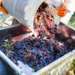 Chianti Half-day Wine Tour in the Tuscan's Hills from Pisa - Visiting the Traditional Tuscan Winery