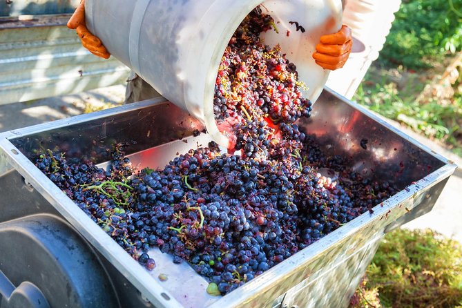 Chianti Half-day Wine Tour in the Tuscan's Hills from Pisa - Visiting the Traditional Tuscan Winery