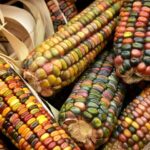 Chiapas: A Culinary Adventure Discovering Local Gastronomy - Starting Point: OTISA Meeting Location in Chiapas