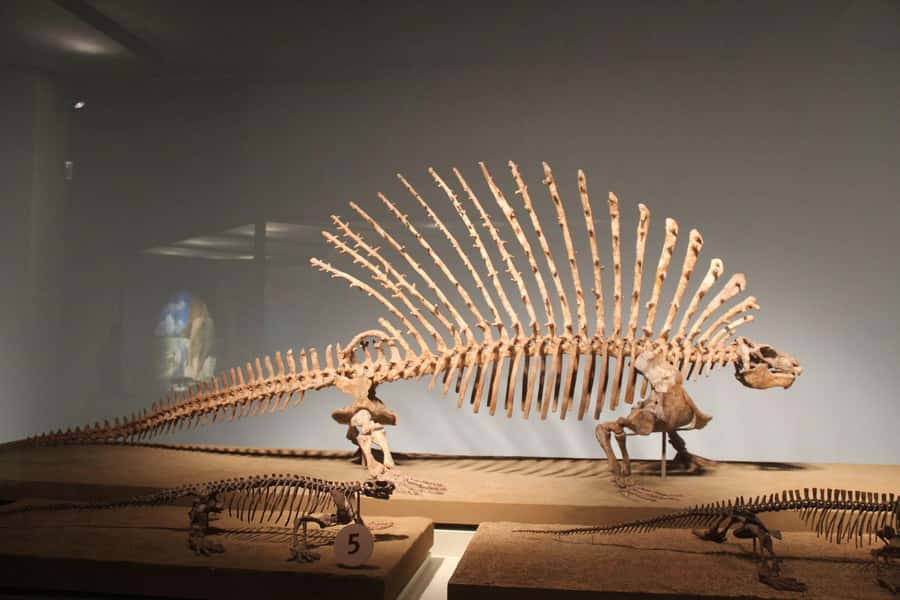 Chicago: Field Museum Ticket & Highlights Digital Tour - Discover the Evolving Planet Exhibit and SUE the T. rex