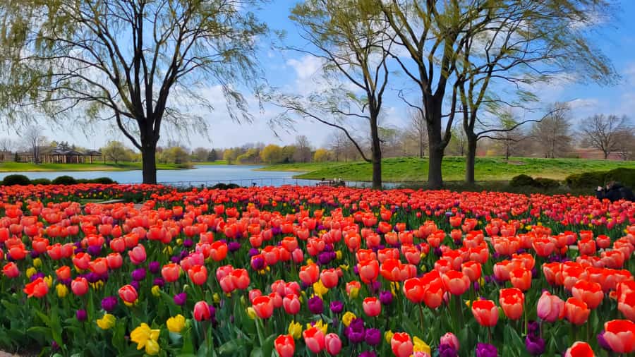 Chicago Suburbs: The Hidden Gems Tour - Exploring the Leaning Tower of Niles: Illinois’ Mini Pisa