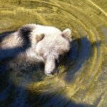 Chichagof Island Tour: Brown Bear Search - Exploring the Itinerary and Stops on Chichagof Island