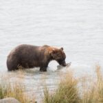 Chilkoot Wilderness and Wildlife Viewing (2.5 hrs in Haines) - Scenic Stops in Haines and Chilkoot Lake Area