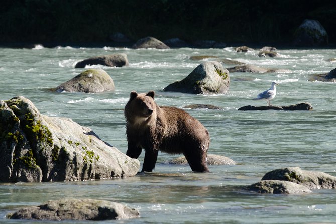 Chilkoot Wilderness and Wildlife Viewing - 6.5 hrs from Skagway - From the Skagway Ferry to Haines Scenic Wilderness