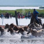 Chincoteague Pony Swim Kayak Tour 2026 with shuttle - From the Meeting Point to the Viewing Experience