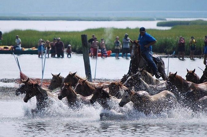 Chincoteague Pony Swim Kayak Tour 2026 with shuttle - From the Meeting Point to the Viewing Experience
