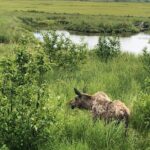 Chugach State Park Nature Walk - Flora and Fauna: What You’ll Learn and See