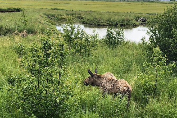 Chugach State Park Nature Walk - Flora and Fauna: What You’ll Learn and See