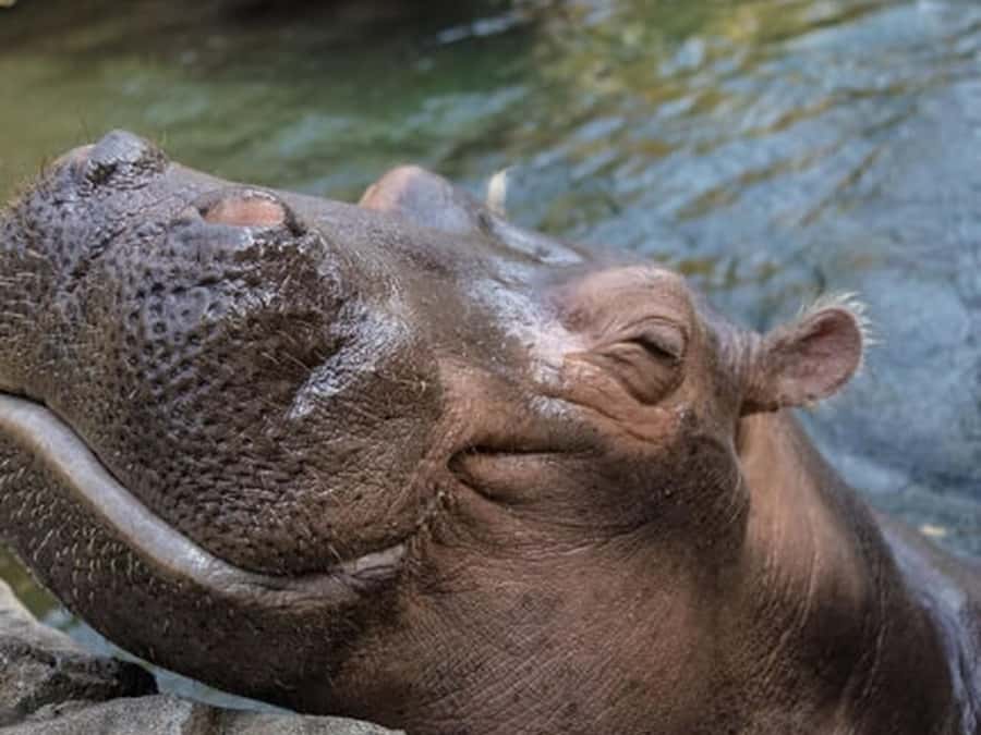 Cincinnati: Cincinnati Zoo Admission Ticket - Explore the Wildlife Encounters at Cincinnati Zoo