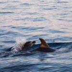 Cinque Terre Boat Tours Experience - Starting Point and Group Size