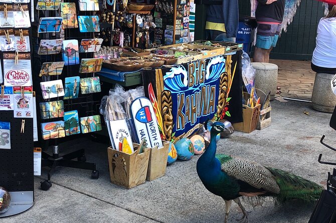 Circle Island tours - swim with turtles,Private & Small Group Tours - Visiting the Best Beaches and Local Eateries