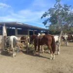 City Tour & Beach Club All Inclusive Horse Ride Water Sports - Central Mazatlan: Downtown and Old Town Highlights