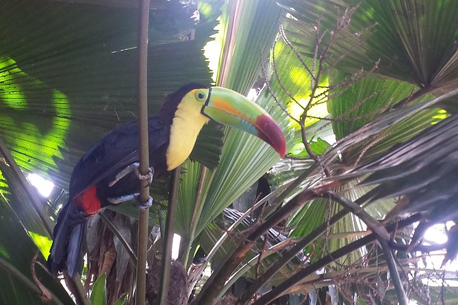 City Tour Villahermosa - Start at the Museo La Venta: Olmec Art and Artifacts