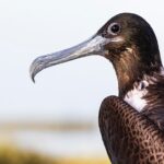 Classic 3-island tour on a shared boat-Entrance Yalahau included- - Starting Point Near Isla Holbox’s Ferry Landing