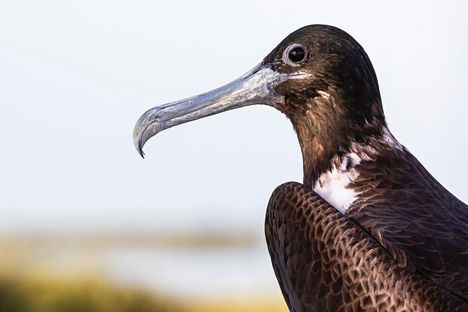 Classic 3-island tour on a shared boat-Entrance Yalahau included- - Starting Point Near Isla Holbox’s Ferry Landing