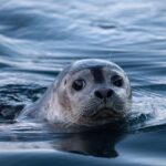 Classic Kayaking Adventure by Mt. Kirkjufell - Starting Point and Meeting Details in Grundarfjörður