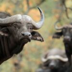 Classic Safari Adventure at Safari West - The Unique Setting of Safari West in Santa Rosa