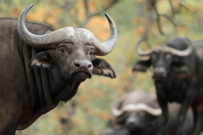 Classic Safari Adventure at Safari West - The Unique Setting of Safari West in Santa Rosa