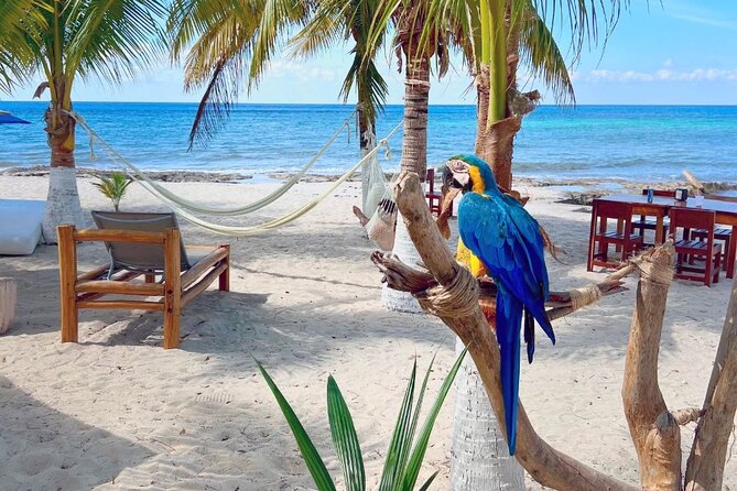 Clear Boat and Island Tour by Buggy with Mayan Experience - Lunch and Relaxation at San Martin Beach