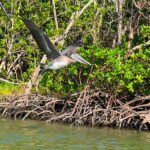 Clear/Standard Kayak Self Guided Island EcoTour Bonita Springs! - Tips for Optimal Water Clarity and Weather Conditions