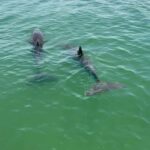Clearwater Beach: BYOB Evening Cruise with Dolphin Sightings - Starting Point at Clearwater Beach’s Courtyard Marriott Marina