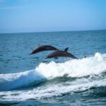 Clearwater: Dolphin Cruise with an Island Adventure - Setting Out from Clearwater Beach to the Harbor