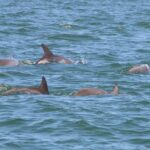 Clearwater Encounters with Dolphins Tour - Wildlife Encounters: Spotting Bottlenose Dolphins