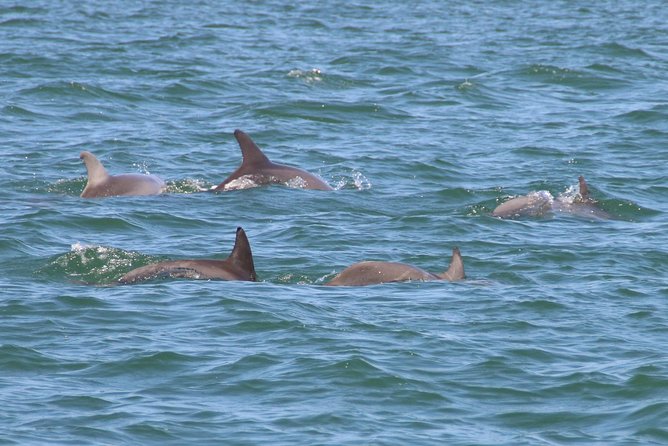Clearwater Encounters with Dolphins Tour - Wildlife Encounters: Spotting Bottlenose Dolphins