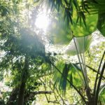 Cloud Forest Sanctuary Jungle Tour - Exploring the Kona Cloud Forest Sanctuary