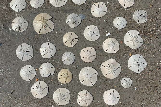 Coastal Excursion/Sunset Cruise/Sand Dollars/Sea Shells/Horses - The Sunset Cruise: A Peaceful 2-Hour Experience