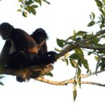 Coba Ruins, Punta Laguna Nature Reserve, Cenote and Mayan family - Punta Laguna Nature Reserve: Monkeys, Ziplining, and Canoeing