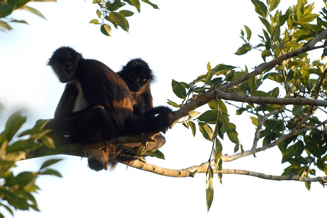 Coba Ruins, Punta Laguna Nature Reserve, Cenote and Mayan family - Punta Laguna Nature Reserve: Monkeys, Ziplining, and Canoeing