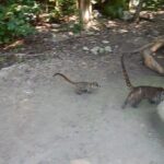 Cobá Ruins Tour (Private, Half Day) - Visiting the Zona Arqueológica de Coba