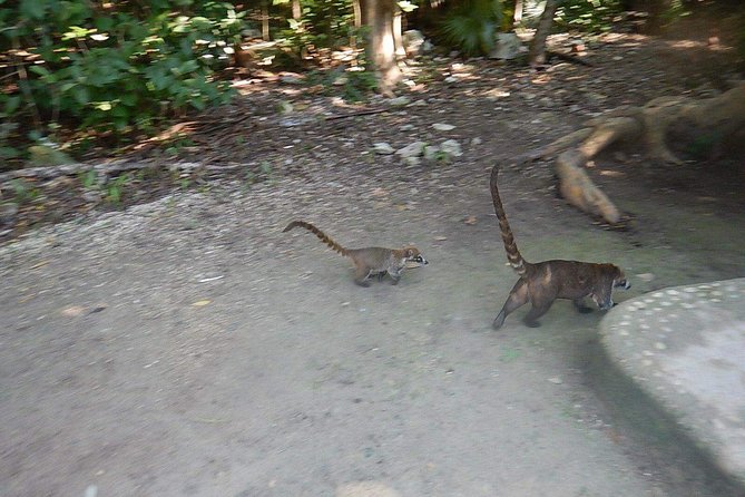 Cobá Ruins Tour (Private, Half Day) - Visiting the Zona Arqueológica de Coba