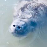 Cocoa Beach: Dolphin and Manatee Kayak or Paddle Tour - The Wildlife You Will Likely See
