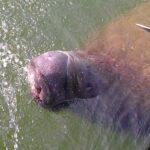 Cocoa Beach Dolphin and Wildlife Tour - The Start Point and Parking Details in Cocoa Beach