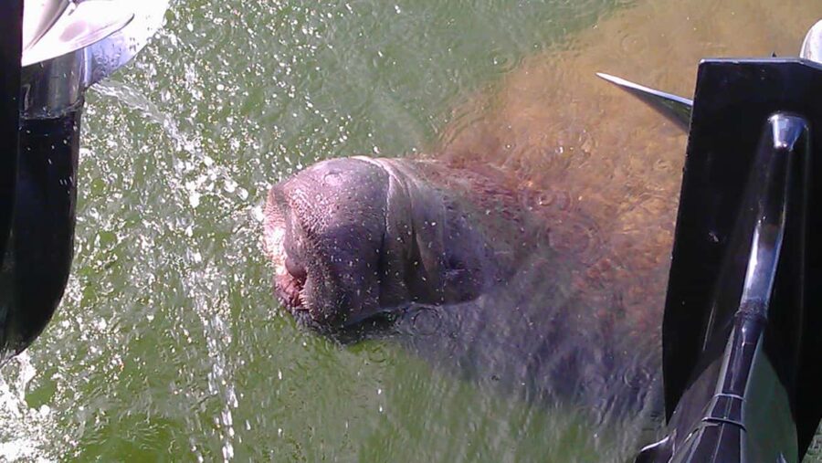 Cocoa Beach Dolphin and Wildlife Tour - The Start Point and Parking Details in Cocoa Beach