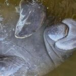 Cocoa Beach: Dolphin & Manatee Pontoon Cruise - Scenic Departure from Cocoa Beach with a Private Group