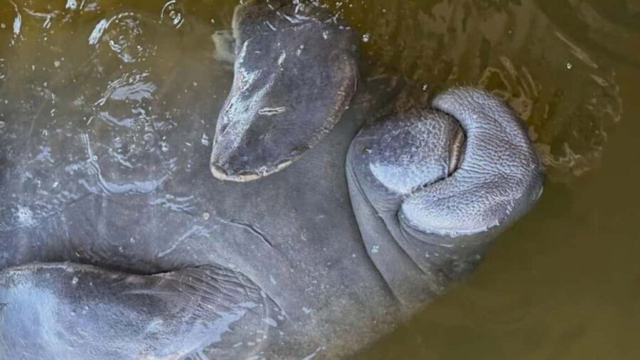 Cocoa Beach: Dolphin & Manatee Pontoon Cruise - Scenic Departure from Cocoa Beach with a Private Group