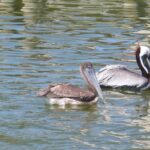 Cocoa Beach Dolphin Tours on the Banana River - Meeting Point and Group Size
