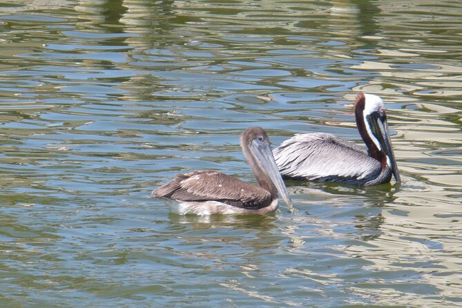 Cocoa Beach Dolphin Tours on the Banana River - Meeting Point and Group Size