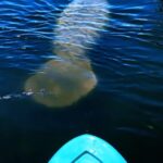 Cocoa Beach/Merritt Island: Guided Dolphin and Manatee Tour - The Meeting Point at Kiwanis Island Park in Merritt Island