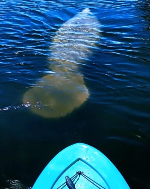 Cocoa Beach/Merritt Island: Guided Dolphin and Manatee Tour - The Meeting Point at Kiwanis Island Park in Merritt Island