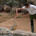Cocodrilo Park Zoo Admission Ticket in Agüimes - The Unique Focus on Animal Rescue and Care