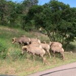 Colorado Springs: Garden of the Gods Luxury Jeep Tour - Meeting Point and Accessibility