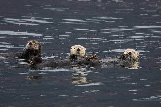 Columbia Glacier Cruise from Valdez - From the Glacier to the Wildlife in Prince William Sound